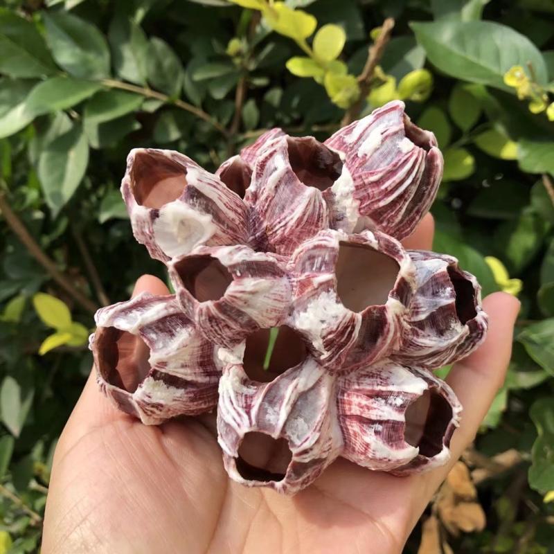 Cueva de Loto Marino Púrpura N - Aquarium Marine Rock reseña y precio