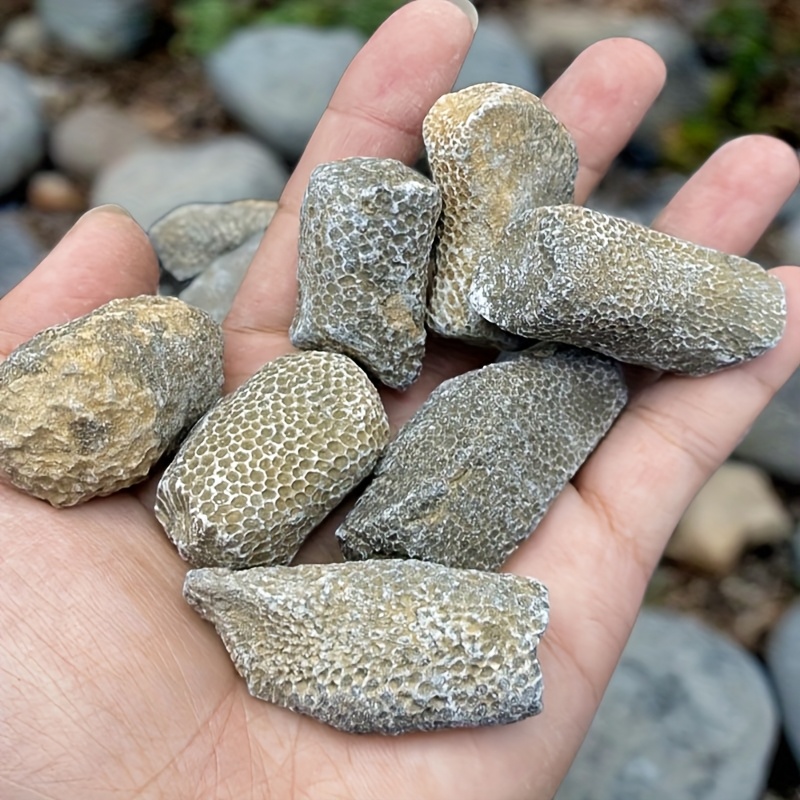 Roca de Coral Natural, Apta pa - Aquarium Marine Rock reseña y precio